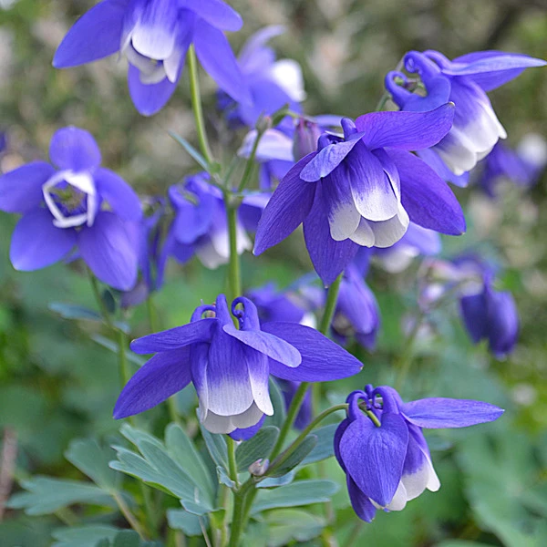 Aquilegia 'Blue Butterflies' 1 Aquilegia 'Blue Butterflies'