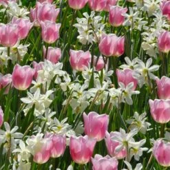 Narcissus 'Thalia' -Verdelyn Sales x600 36660