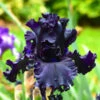 Iris Germanica 'All Night Long'