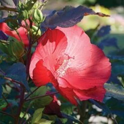 Hibiscus 'Midnight Marvel' -Verdelyn Sales x600 36730