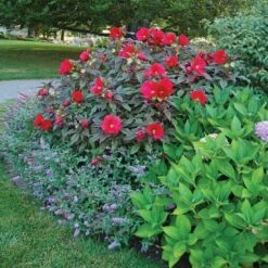 Hibiscus 'Midnight Marvel' -Verdelyn Sales x600 36731