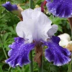 Iris Germanica 'Drifting' -Verdelyn Sales x600 36765