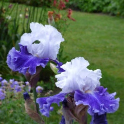 Iris Germanica 'Drifting' -Verdelyn Sales x600 36766