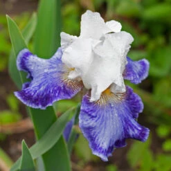 Iris Germanica 'Tillamook Bay' - Reblooming 7 Iris Germanica 'Tillamook Bay' - Reblooming -Verdelyn Sales x600 36775