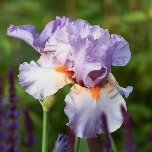 Iris Germanica 'Snappy Dresser' 2 Iris Germanica 'Snappy Dresser' - Image 2