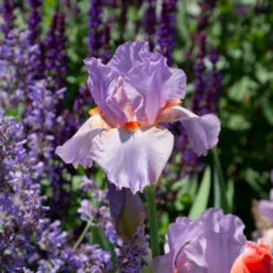 Iris Germanica 'Snappy Dresser' 9 Iris Germanica 'Snappy Dresser' -Verdelyn Sales x600 36790
