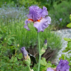 Iris Germanica 'Snappy Dresser' 10 Iris Germanica 'Snappy Dresser' -Verdelyn Sales x600 36791