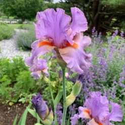 Iris Germanica 'Snappy Dresser' 11 Iris Germanica 'Snappy Dresser' -Verdelyn Sales x600 36792