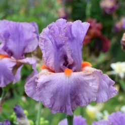 Iris Germanica 'Snappy Dresser' 12 Iris Germanica 'Snappy Dresser' -Verdelyn Sales x600 36793
