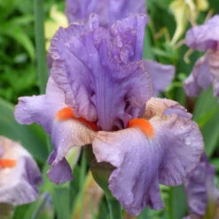 Iris Germanica 'Snappy Dresser' 13 Iris Germanica 'Snappy Dresser' -Verdelyn Sales x600 36794
