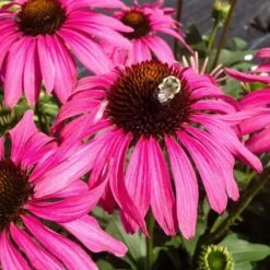 Echinacea Butterfly™ 'Purple Emperor' -Verdelyn Sales x600 36796