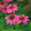 Echinacea Purpurea PowWow® Wild Berry