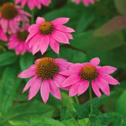 Echinacea Purpurea PowWow® Wild Berry