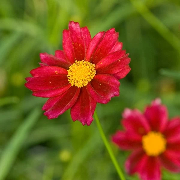Coreopsis Big Bang™ 'Mercury Rising' 2 Coreopsis Big Bang™ 'Mercury Rising' - Image 2