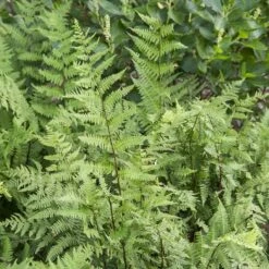 Athyrium Filix-femina - Lady Fern -Verdelyn Sales x600 36878