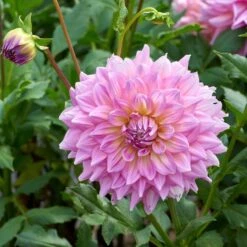 The Big Six Dahlia Collection -Verdelyn Sales x600 36917