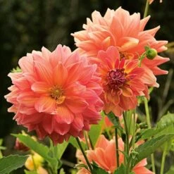 The Big Six Dahlia Collection -Verdelyn Sales x600 36919
