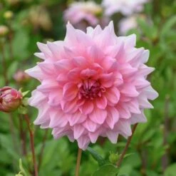 The Big Six Dahlia Collection -Verdelyn Sales x600 36920
