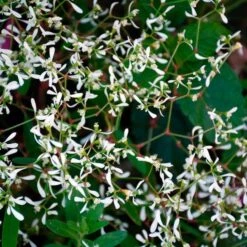 Apricot Allegro Annual Collection -Verdelyn Sales x600 36926