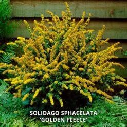 Start A Garden For Butterflies -Verdelyn Sales x600 37155