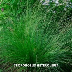 Start A Garden For Butterflies -Verdelyn Sales x600 37156