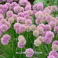 Start A Garden For Butterflies -Verdelyn Sales x600 37157