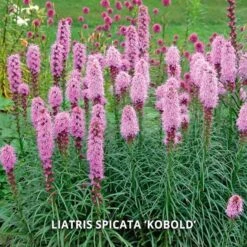 Start A Garden For Butterflies -Verdelyn Sales x600 37159