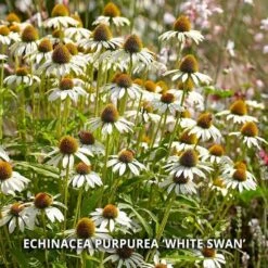 Start A Garden For Butterflies -Verdelyn Sales x600 37160