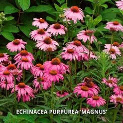 Start A Garden For Butterflies -Verdelyn Sales x600 37161