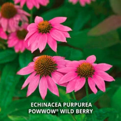 Start A Garden For Butterflies -Verdelyn Sales x600 37186