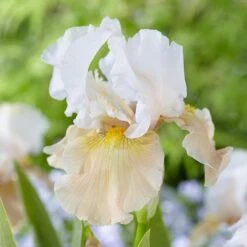 Pride Of The Border Bicolor Iris Collection - 4 Plants -Verdelyn Sales x600 37252