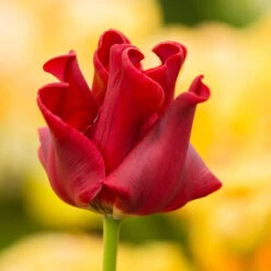Tulip 'Red Dress' 8 Tulip 'Red Dress' -Verdelyn Sales x600 37414
