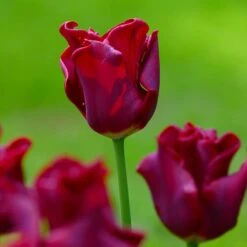 Tulip 'Red Dress' 9 Tulip 'Red Dress' -Verdelyn Sales x600 37415