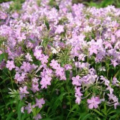 Phlox Carolina Subsp. Carolina 'Kim'