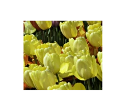 Strike Up The Band Perennial Tulip Collection -Verdelyn Sales x600 3750