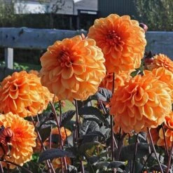 Dahlia 'David Howard' -Verdelyn Sales x600 37666