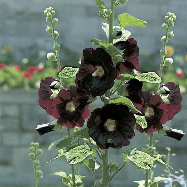 Alcea Rosea 'Nigra' 1 Alcea Rosea 'Nigra'