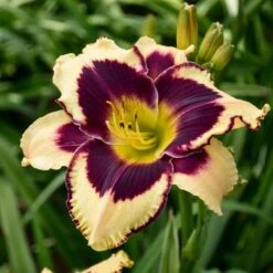 Sultry Eyes Hemerocallis Mix -Verdelyn Sales x600 37835