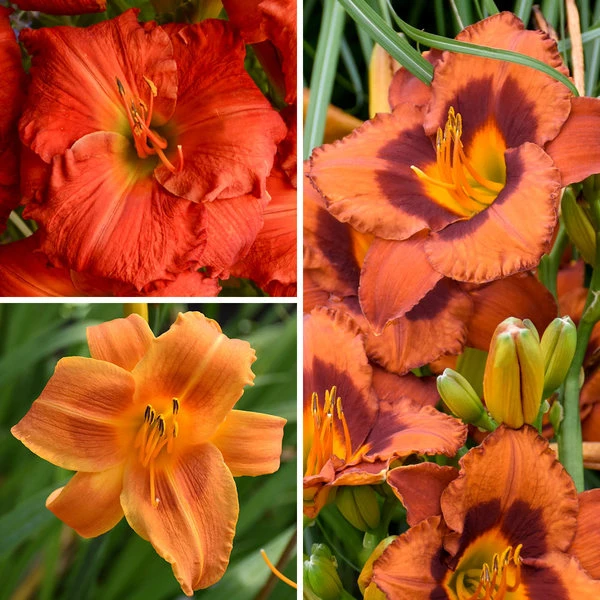 Sunset Glow Daylily Mix 2 Sunset Glow Daylily Mix - Image 2