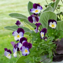 September Sweethearts Fall Collection -Verdelyn Sales x600 37861