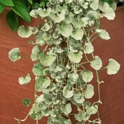 September Sweethearts Fall Collection -Verdelyn Sales x600 37864