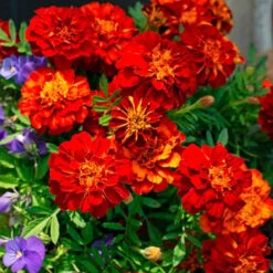 Spicy Kale Fall Collection -Verdelyn Sales x600 37868