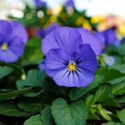 Spicy Kale Fall Collection -Verdelyn Sales x600 37869