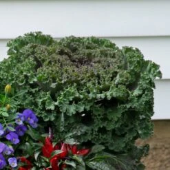 Spicy Kale Fall Collection -Verdelyn Sales x600 37870