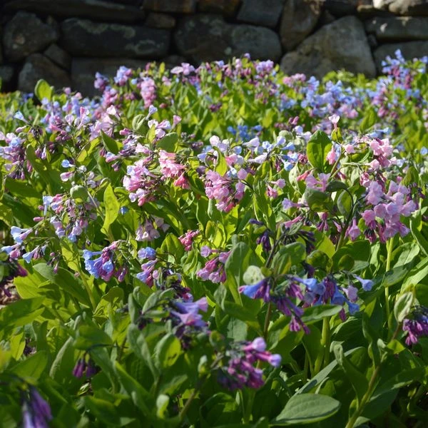 Mertensia Virginica 2 Mertensia Virginica - Image 2