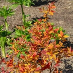 Spiraea Japonica Double Play® Candy Corn® -Verdelyn Sales x600 38014