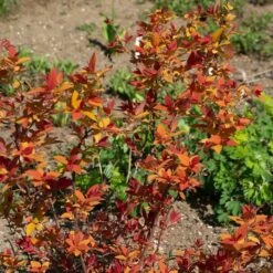 Spiraea Japonica Double Play® Candy Corn® -Verdelyn Sales x600 38015