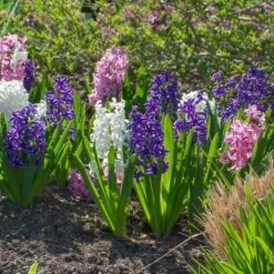 Hyacinthus May Day Bouquet Mix -Verdelyn Sales x600 38025