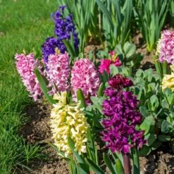 Vivid Hyacinth Mix -Verdelyn Sales x600 38026