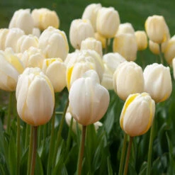 White Flower Farm Classic Perennial Tulip Mix -Verdelyn Sales x600 38095